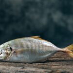 Brotfisch – Merkmale und Fangtipps