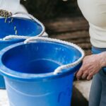 Bienenmaden lagern – So geht’s